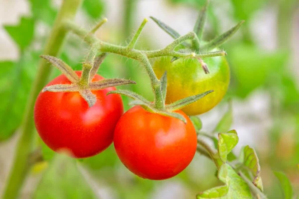 red tomato plant