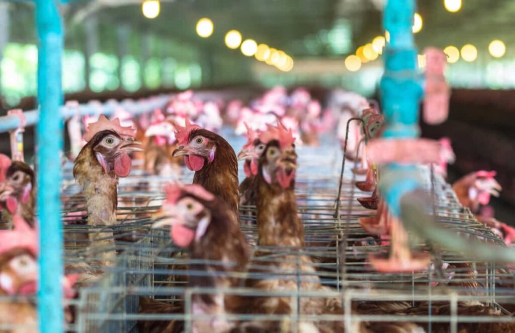 Chicken Farming in India
