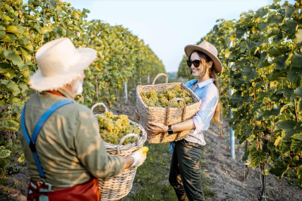 Harvesting from the vineyard