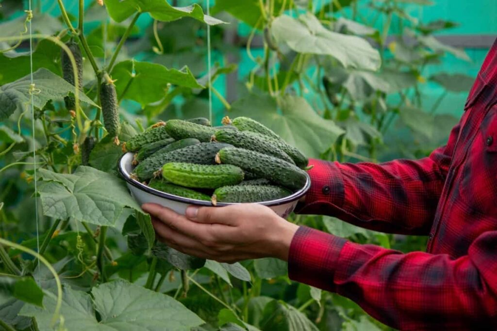 harvesting cucumbers