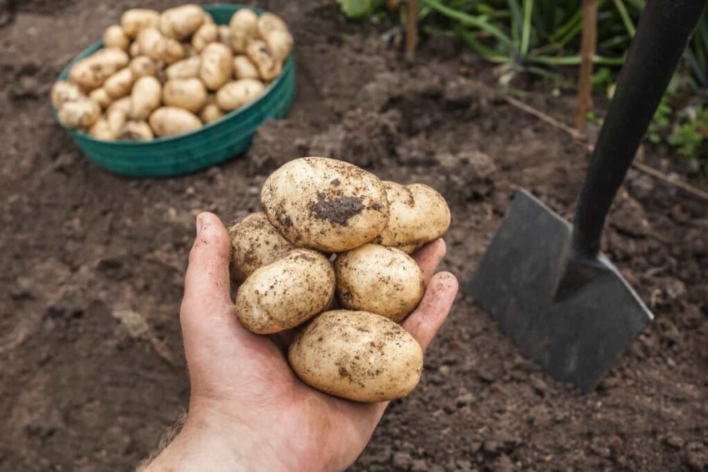 Crop Harvest Calendar for Iowa: Potato Harvest