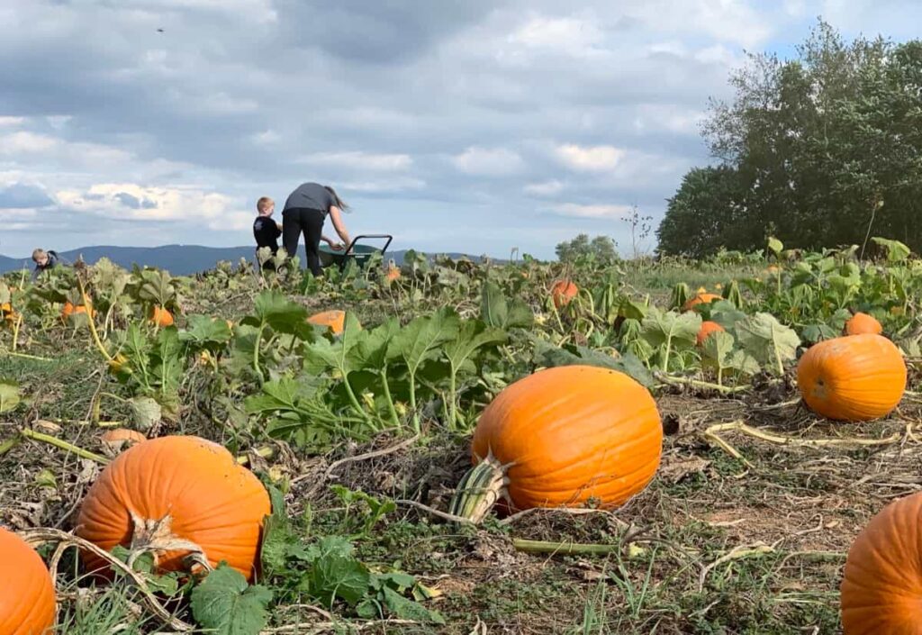 pumpkin Farming