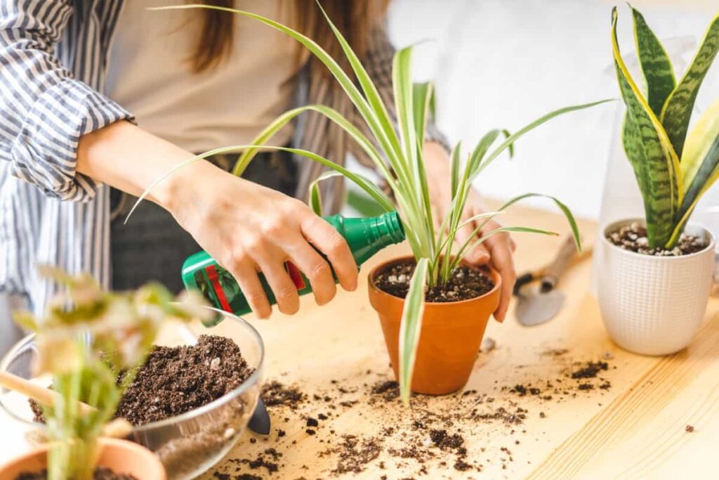 Fertilizing indoor garden pot