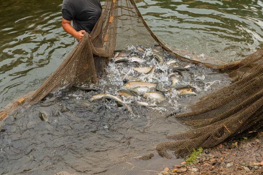 Fish Farming in Thailand1