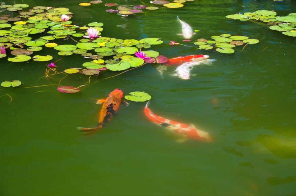 Orange koi fish swimming in a pond of water