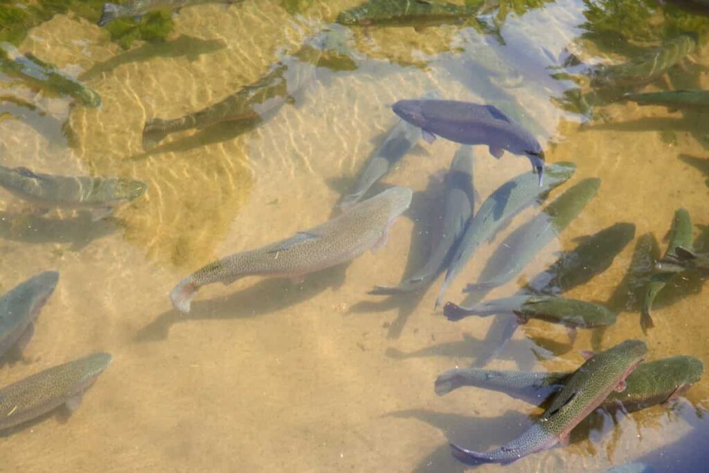 trout fish in an artificial pond in a farm