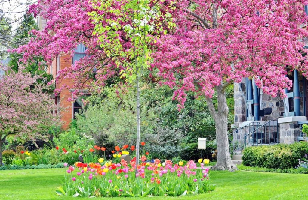 Springtime front yard landscaping with tulips and colorful budding trees