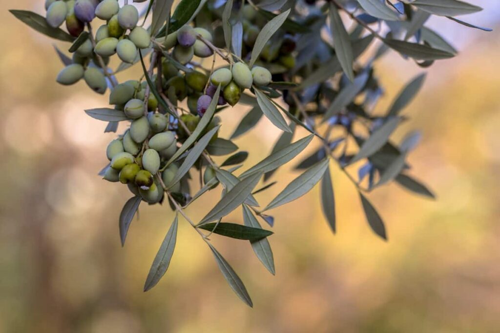 Olives on branch of olive tree