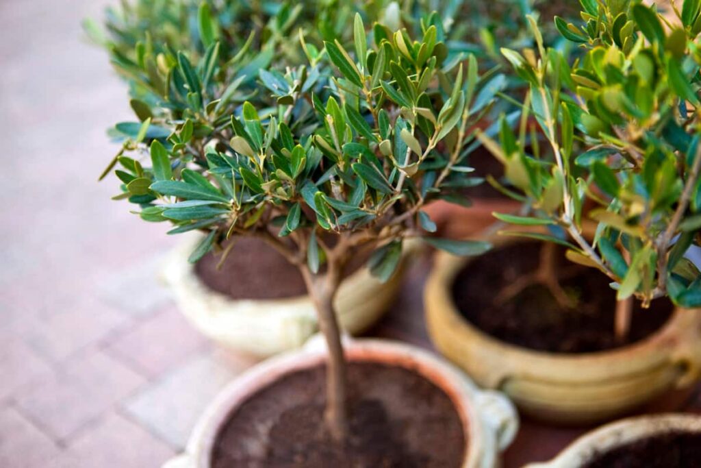 Olive plant in a pot