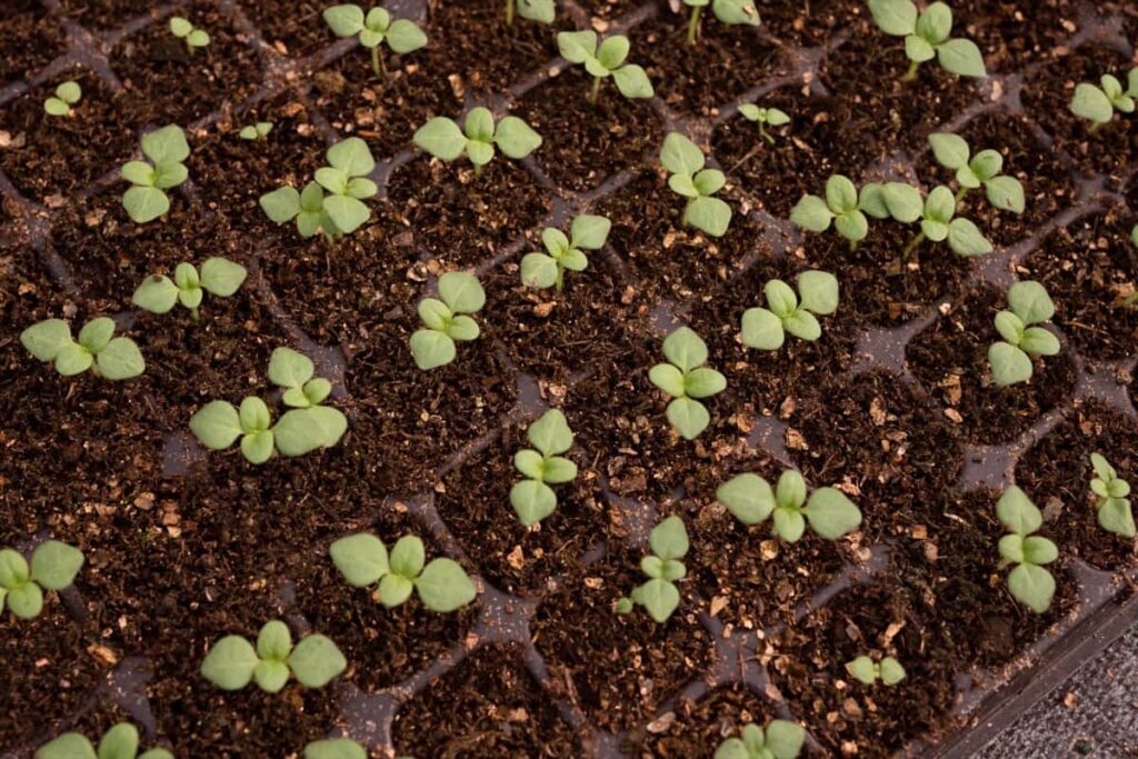 How to Harden Off Seedlings Quickly