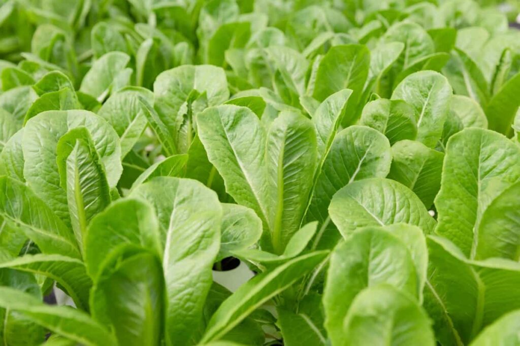 Green Cos fresh organic vegetable planted in hydroponic farm