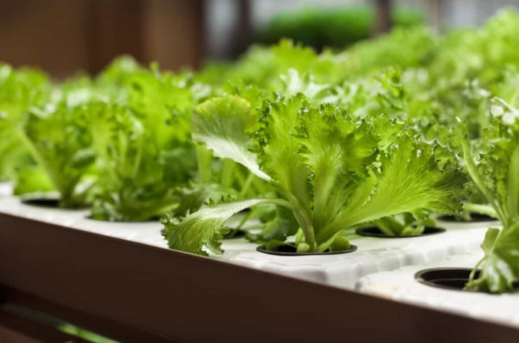 Organic hydroponic lettuce farm