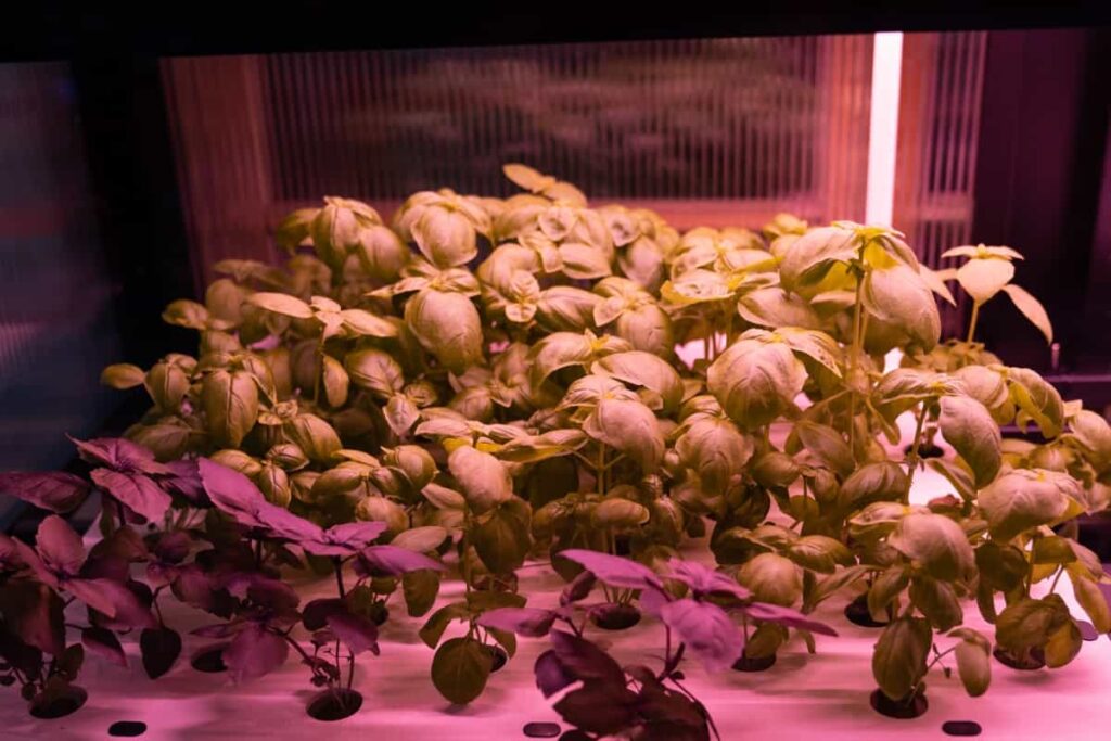 growing in hydroponic system with grow lights