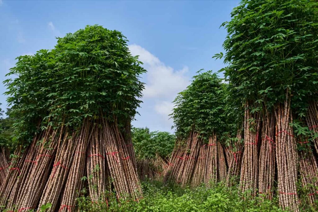 cassava plants