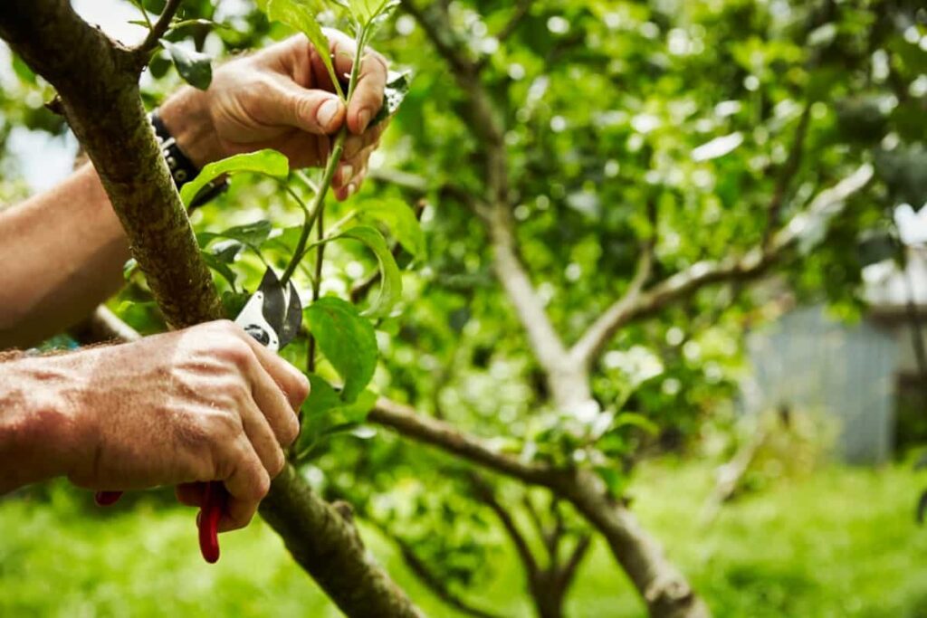 gardener pruning fruit trees with secateurs.