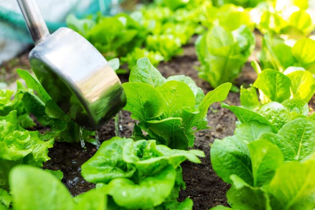 lettuce gardening