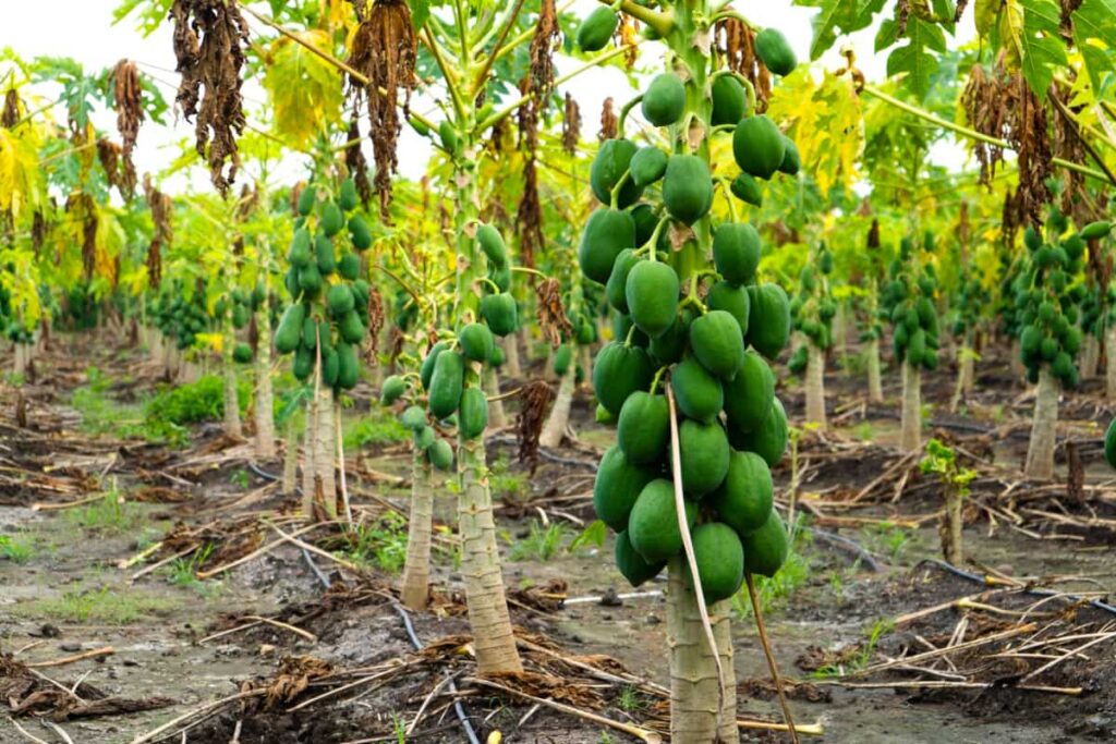 Number of Fruit Trees Per Acre and Per Hectare: Papaya Plantation