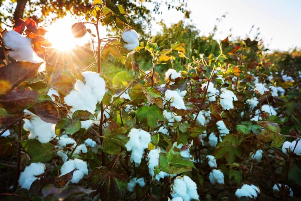 Pest Management in Cotton Farming