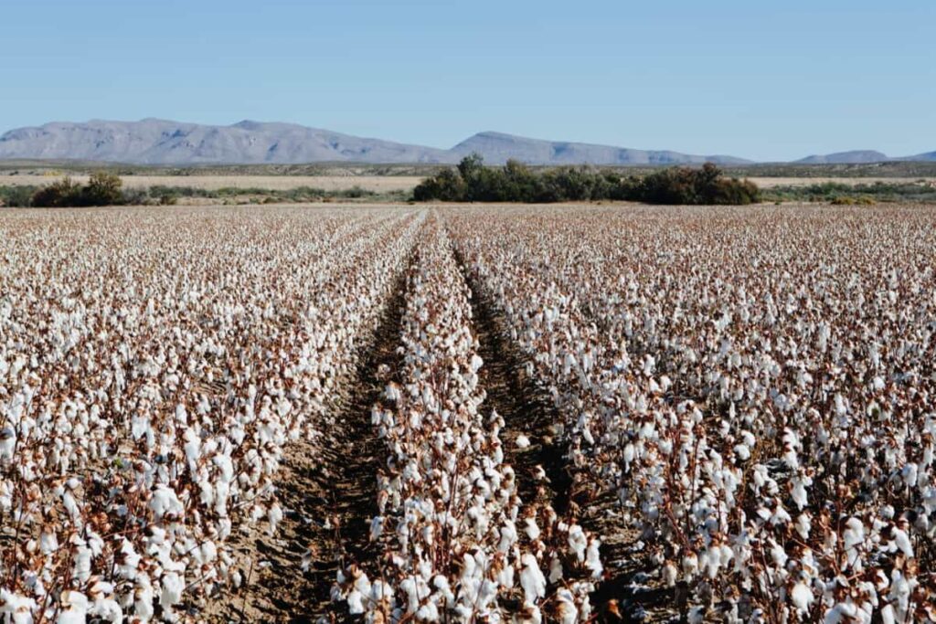 Large field of cotton