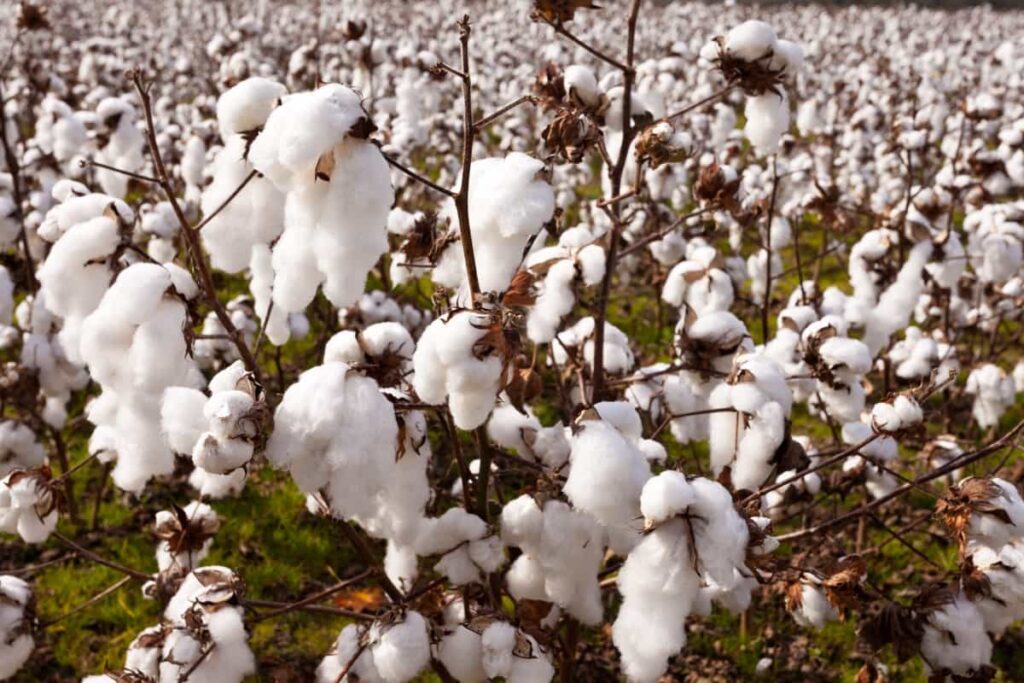 Ripe Cotton Plants Growing in the field