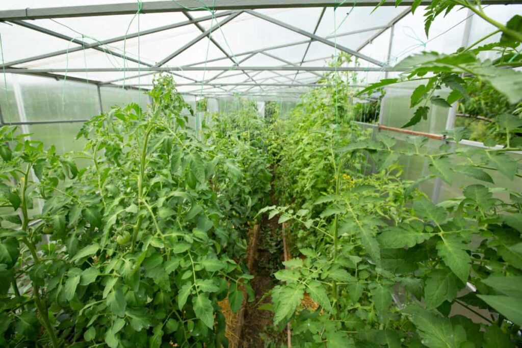 Blooming tomato sprouts in a greenhouse in summer