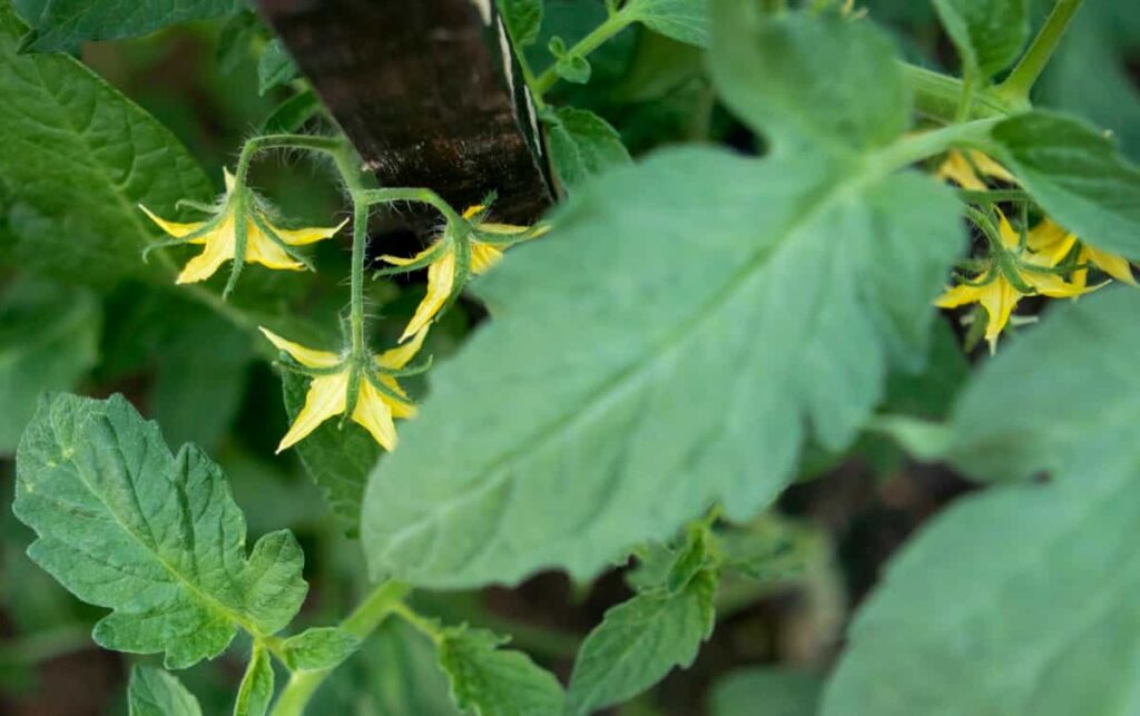 flowering of tomatoes in a greenhouse in spring