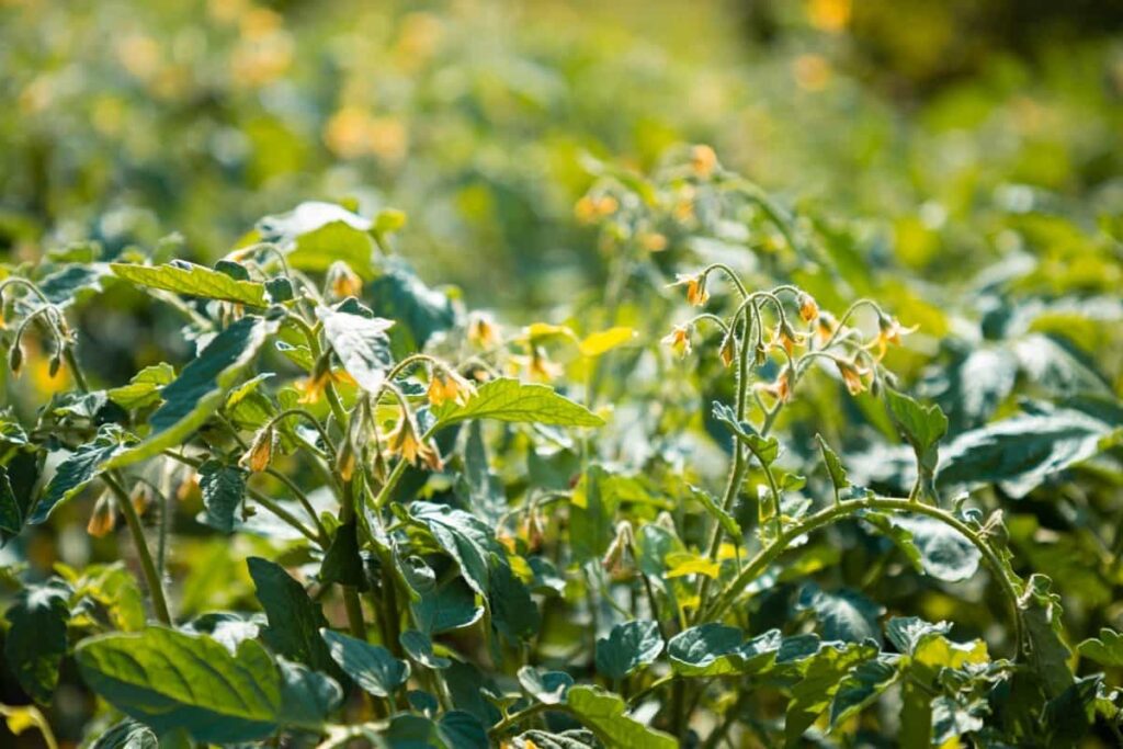 Pests Affecting Tomato Crops At Flowering Stage