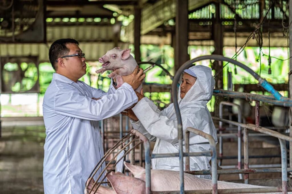 Pig Farming in Thailand