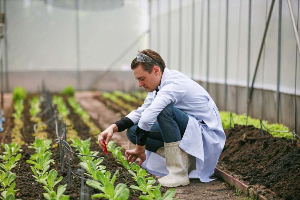 analyzing organic vegetables plants in greenhouse