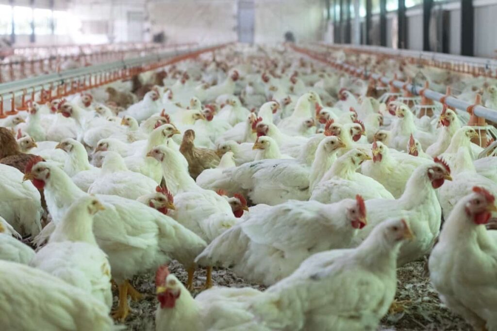 Poultry Farming in Thailand