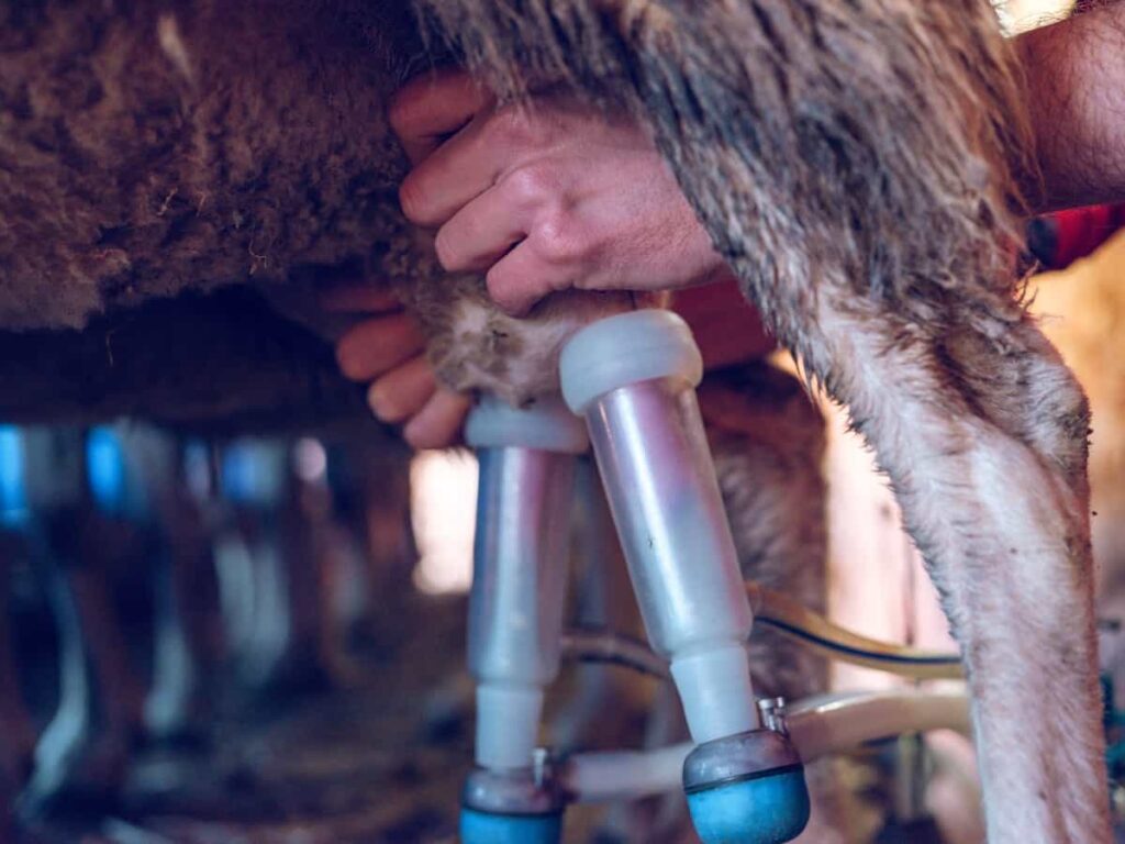 Sheep Milk Production: Sheep Milking Equipment