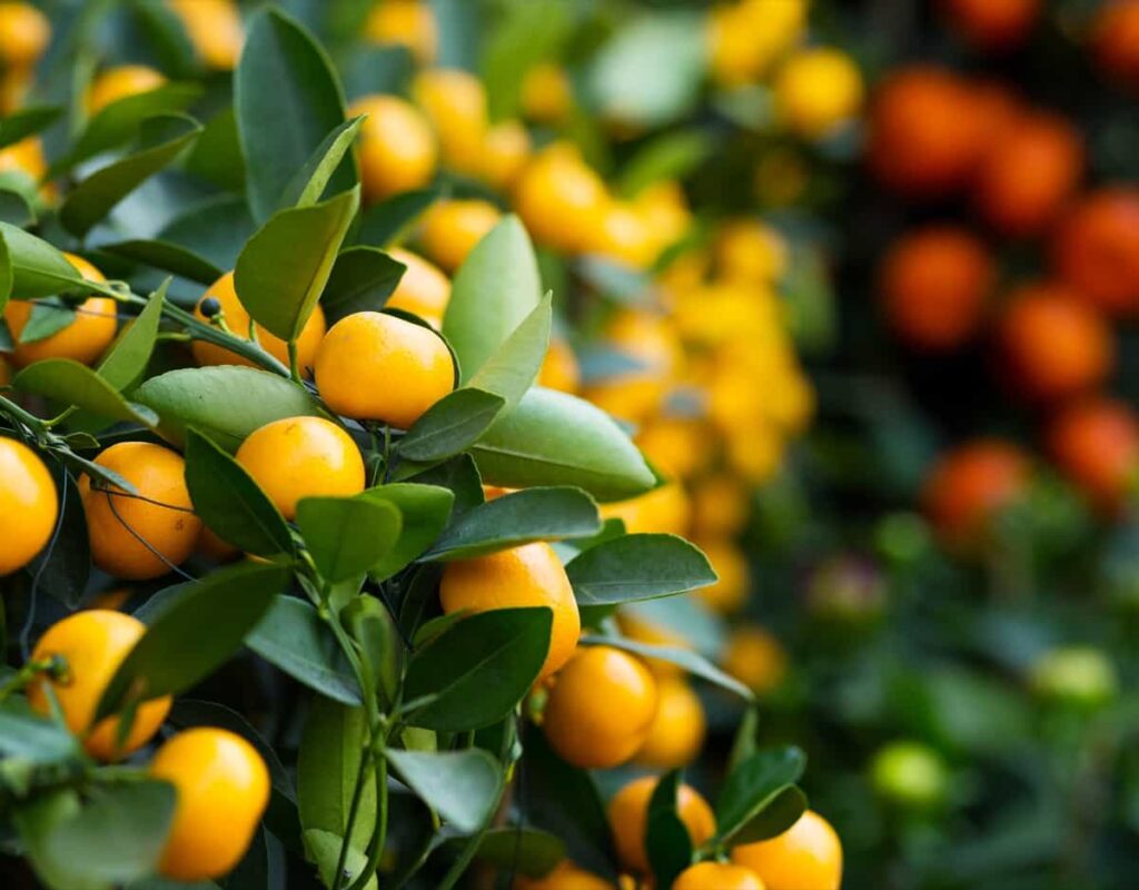 Tangerine vs Orange:  Yellow Tangerine Plant