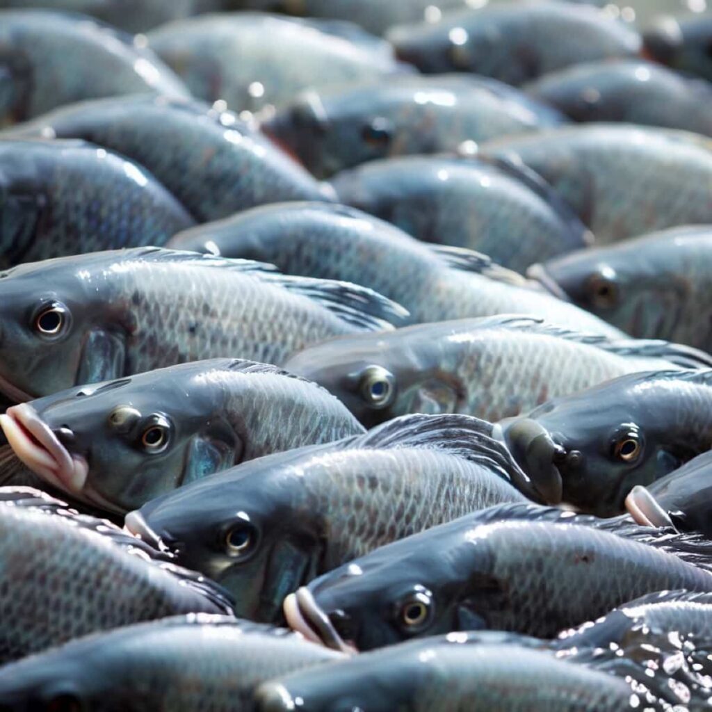 Tilapia Fish Farming in South Africa
