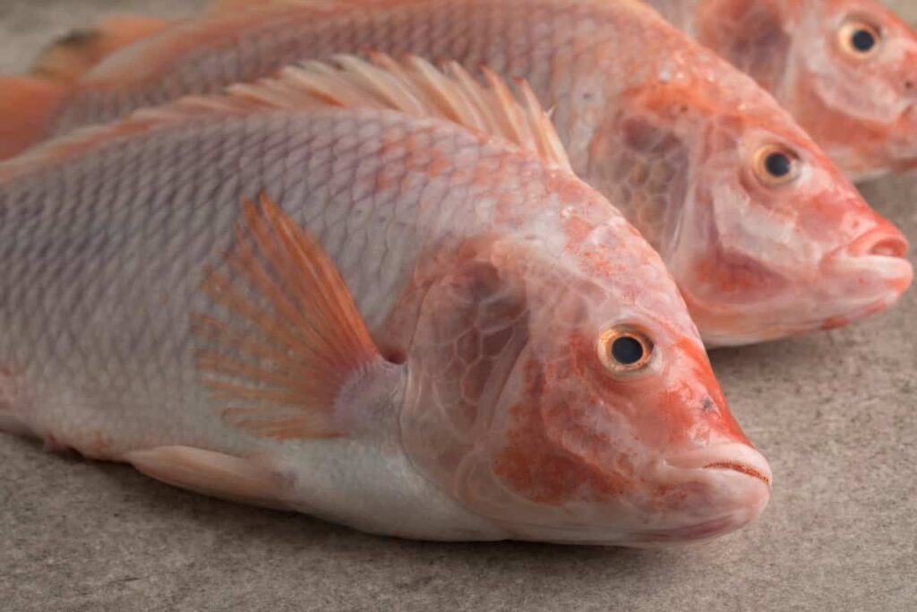 Fresh raw red tilapia fishes