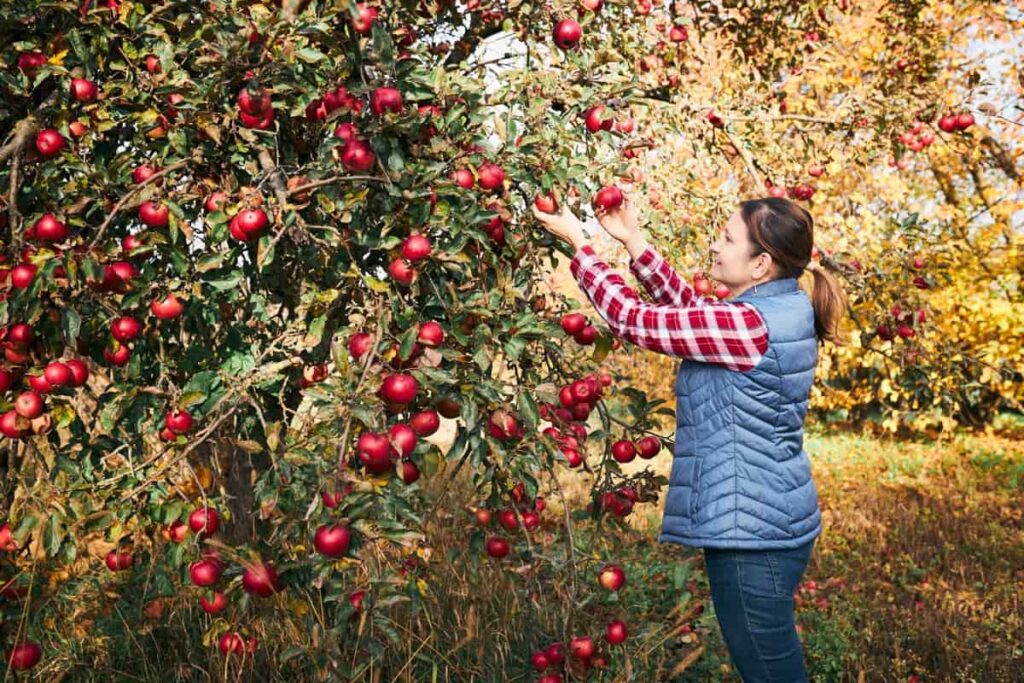 picking ripe apples on farm