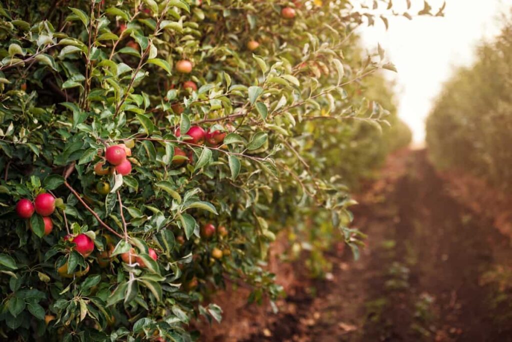 Apple Orchard