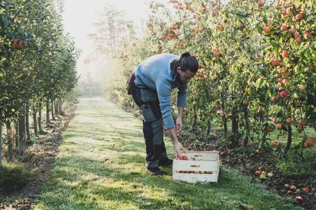 Picking Apples in the Apple Orchard