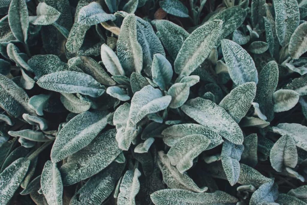 Top 20 Stunning Silver-Foliage Plants: Lamb's Ear 