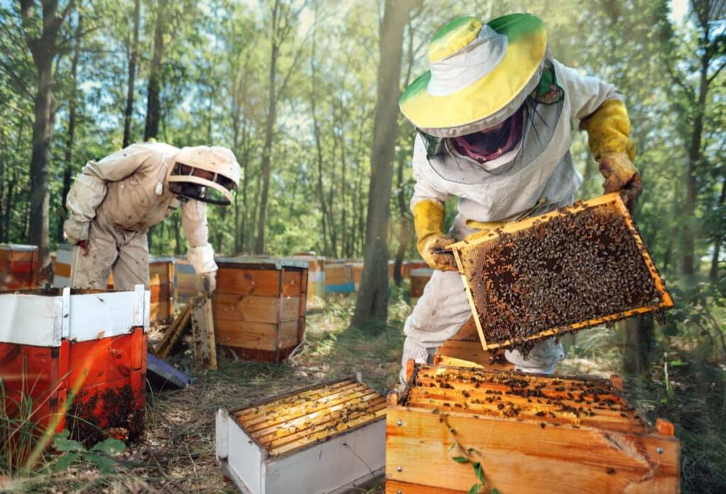 Beekeepers inspect the hives in the forest apiary