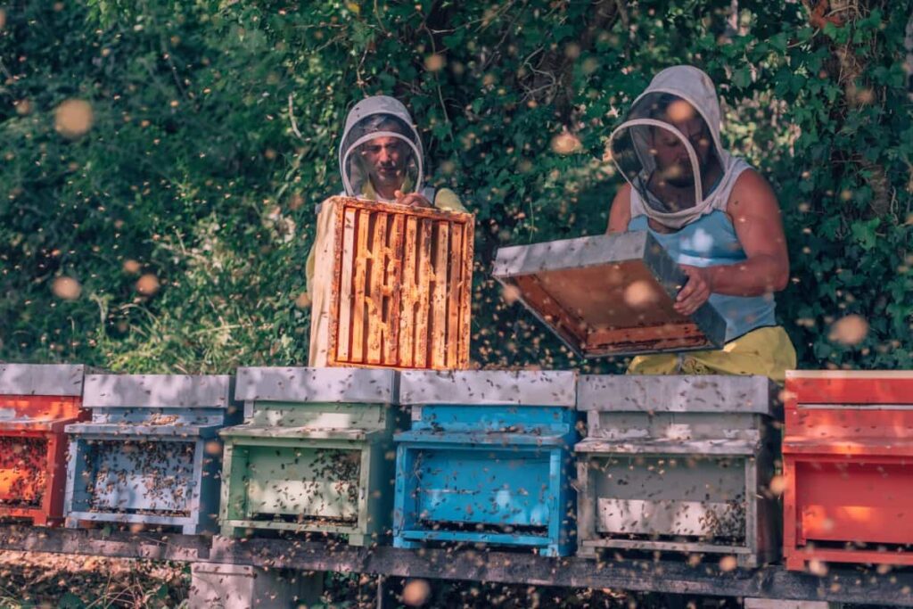 beekeeper at work in field of honeycombs