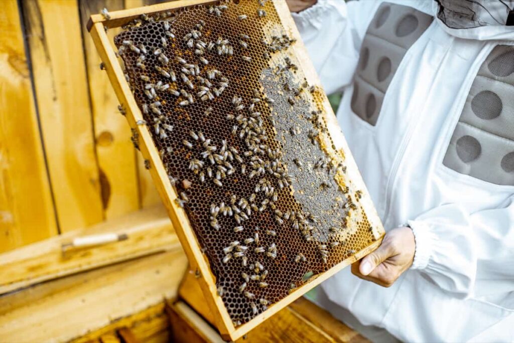 Beekeeper getting honeycombs from the hive