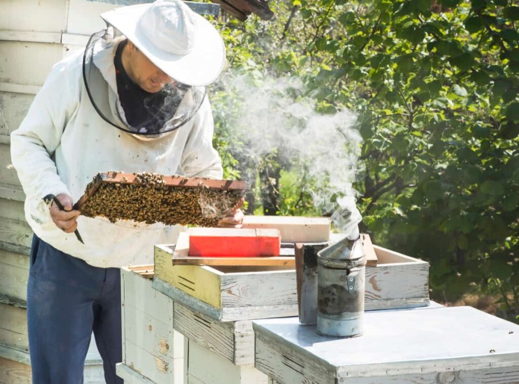 beekeeper with honeycombs and smoker