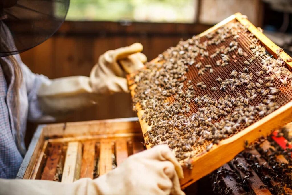 Beekeeping in the Netherlands