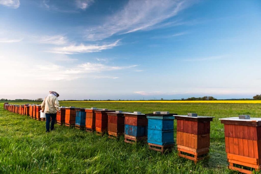 Apiarist Working on Beehives Outdoor at Meadow