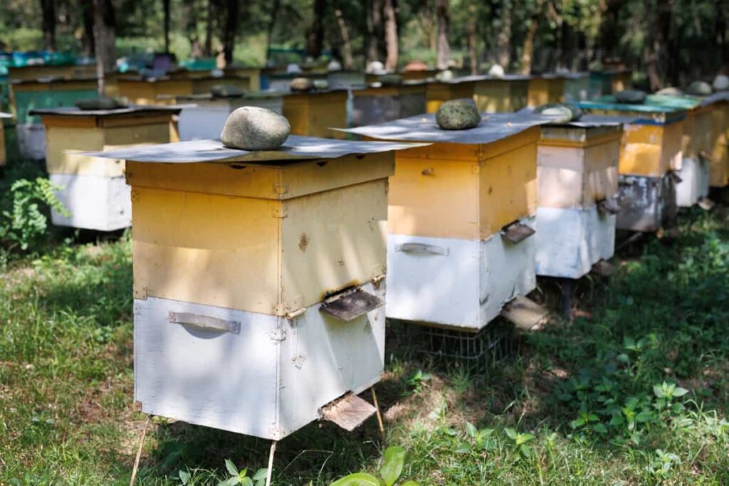 boxes for beehives for beekeeping and collecting honey