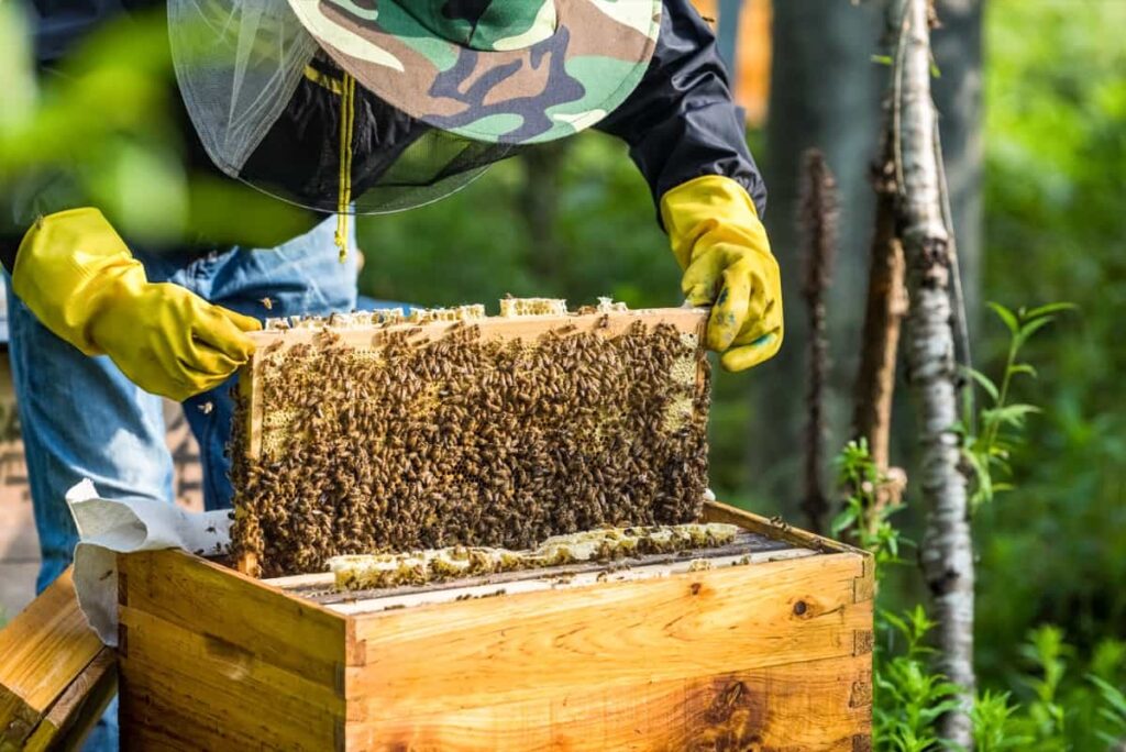 beekeeper is working with bee boxes