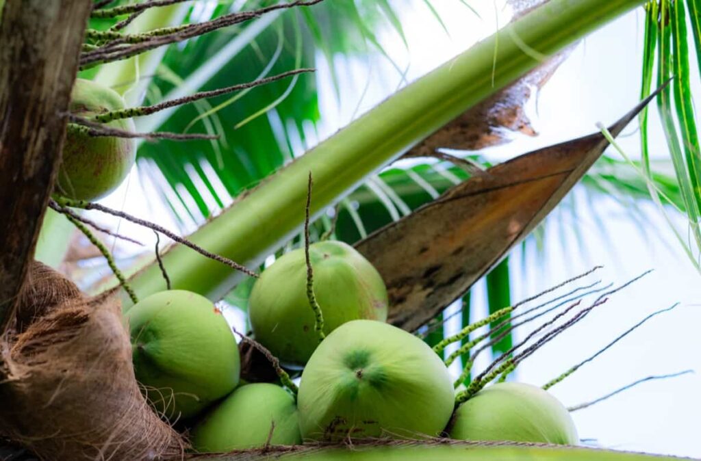 Best Dwarf Coconut Varieties