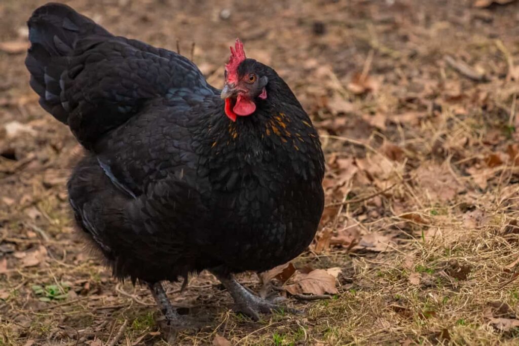 Australorp Black Chicken