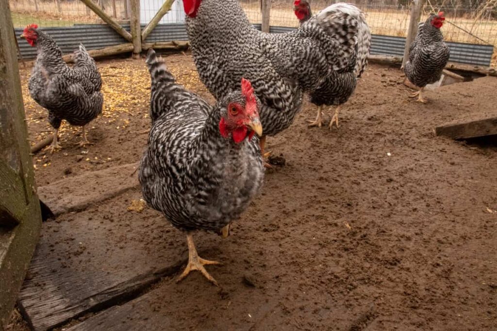Plymouth Rock Chicken Farming
