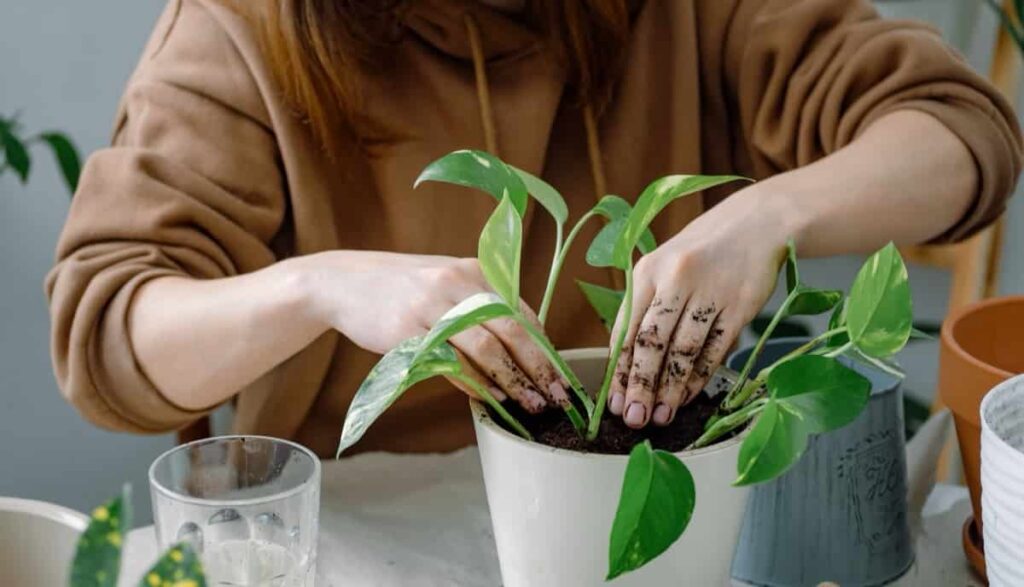 Planting or potting a young plant of golden potho